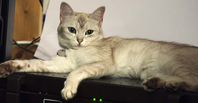 Darcy reclining on her amplifier